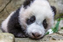 Jan. 6, 2021: Now that he has mastered walking, Xiao Qi Ji has started to practice his climbing skills. He is very deliberate about the paths he takes when traveling up or down the rockwork. A close-up of giant panda cub Xiao Qi Ji as he rests on the rockwork in his indoor habitat. He has round ears, large paws with small claws, and black-and-white fur.