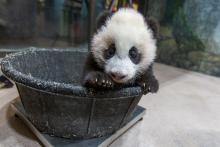 Jan. 6, 2021: Now that Xiao Qi Ji is more mobile, the panda team weighs our cub in a tub. He sits patiently for a moment or two, then starts climbing out, eager to explore again. Our “little” cub is growing larger by the day and weighed 18.4 pounds (8.39 kilograms) as of Jan. 6. A young giant panda cub with black-and-white fur, round ears and large paws stands in a tub placed on top of a scale, so keepers can record his weight.