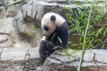 Jan. 27, 2021: Giant panda cub Xiao Qi Ji is trying new foods, including bamboo, cooked sweet potato and nutrient-fortified biscuits. Giant panda cub Xiao Qi Ji sits on rockwork in his indoor habitat and tastes bamboo leaves.