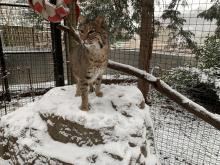 Jan. 31, 2021 | Bobcat in the snow at Smithsonian's National Zoo. Bobcat in the snow at Smithsonian's National Zoo
