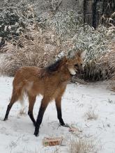 Jan. 31, 2021 | Maned wolf in the snow at the Smithsonian's National Zoo. A maned wolf standing in the snow