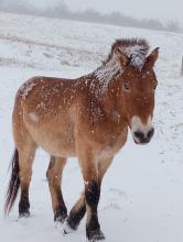 Feb. 1, 2021 | Przewalkski's horse in the snow at the Smithsonian Conservation Biology Institute Przewalkski's horse in the snow at the Smithsonian Conservation Biology Institute
