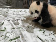 Jan. 31, 2021: Giant panda cub Xiao Qi Ji had his first encounter with snow! Keepers say although he seemed nervous at first, eventually he worked up the courage to take a little nip at the fresh powder. A giant panda cub stands in an area covered in a light dusting of snow and some scattered bamboo leaves.