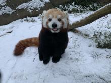 Jan. 31, 2021 | Red pandas Asa and Chris-Anne explore their snowy habitat on Asia Trail. A red panda stands in a snowy outdoor yard