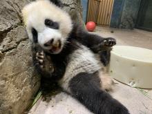 Feb. 8, 2021: Five-month-old giant panda cub Xiao Qi Ji nibbles on his first biscuit. Keepers say he has a hearty appetite! Five-month-old giant panda cub Xiao Qi Ji leans against rockwork in his habitat with one paw up on a cylindrical-shaped enrichment toy and nibbles on his first biscuit.