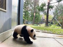 Feb. 16: Giant panda cub Xiao Qi Ji explores his outdoor habitat for the first time, just a few days shy of turning 6 months old. Giant panda cub walks along the sidewalk of his outdoor habitat, next to the grassy yard.