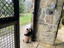 Feb. 16: During his first trip out into the yard, Xiao Qi Ji walked along the wall of the panda house, sniffed the doors and gates and took in all the new sights and smells. Giant panda cub Xiao Qi Ji stands on his hind legs and sniffs the stone wall of the panda house, as he explores outside for the first time.