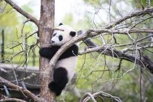April 12, 2021 | Giant panda cub Xiao Qi Ji climbs a tree in his outdoor habitat. Giant panda cub Xiao Qi Ji climbs a tree trunk with a lot of branches surrounding him