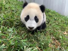 April 24, 2021 | Giant panda cub Xiao Qi Ji rests in the grass of his outdoor habitat. Giant panda cub Xiao Qi Ji sitting in the grass.
