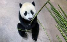 May 18, 2021 | Giant panda cub Xiao Qi Ji plays with a stalk of bamboo in his indoor habitat. Giant panda cub Xiao Qi Ji sits on the floor of his indoor habitat, grasping a bamboo shoot.