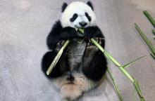 May 18, 2021 | Giant panda cub Xiao Qi Ji takes a bite of bamboo in his indoor habitat. Giant panda cub Xiao Qi Ji lays on his back and takes a bite of bamboo in his indoor habitat.