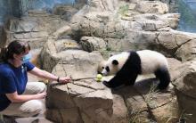 May 20, 2021 | Giant panda cub Xiao Qi Ji follows a training target (ball on the end of a dowel) held by assistant curator Laurie Thompson. Giant panda cub Xiao Qi Ji walks across rockwork to touch his nose to a target training tool held out by a panda keeper
