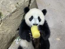 July 25, 2021 | Giant panda cub Xiao Qi Ji enjoys a refreshing fruitsicle treat made of frozen diluted apple juice. Giant panda cub Xiao Qi Ji lays on his back near a rock and eats a frozen fruitsicle