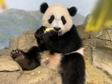 July 28, 2021 | Giant panda cub Xiao Qi Ji eats an apple in his indoor habitat. Giant panda cub Xiao Qi Ji sits on a rock eating an apple in his indoor habitat