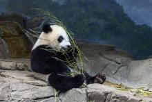 Aug. 16, 2021 | Giant panda cub Xiao Qi Ji eats browse (leafy branches) in his indoor habitat. Giant panda cub Xiao Qi Ji sits on rockwork indoors eating a leafy branch