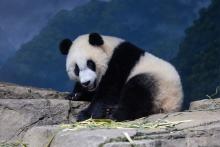 Aug. 16, 2021 | Giant panda cub Xiao Qi Ji rests on the rockwork of his indoor habitat. Giant panda cub Xiao Qi Ji stands on rockwork indoors with some pieces of browse (leafy branches) on nearby rocks