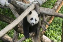 Aug. 21, 2021: Xiao Qi Ji plays on a climbing structure in his outdoor habitat during his first birthday celebration. Giant panda cub Xiao Qi Ji stands on the wooden play structure, looking at the viewer.