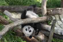 Aug. 21, 2021: Xiao Qi Ji plays on a climbing structure in his outdoor habitat during his first birthday celebration. Giant panda cub Xiao Qi Ji holds onto the wooden play structure, upside-down