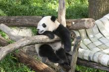 Aug. 21, 2021: Xiao Qi Ji plays on a climbing structure in his outdoor habitat during his first birthday celebration. Giant panda cub Xiao Qi Ji holds onto the wooden play structure, sitting up and looking to the left