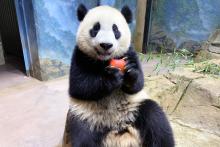 Oct. 20, 2021: Giant panda cub Xiao Qi Ji now receives his own diet twice a day! Giant panda cub Xiao Qi Ji eating an apple.