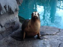 Sea lion Calli sits on the rockwork of her habitat. There is a pool behind her. 