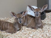Lesser kudu calves, a female Jamilah (left) and male Zahi (right), were born March 6 and Feb. 21, respectively, at the Cheetah Conservation Station. Two lesser kudu calves laying next to one another in a bed of wood shavings.