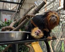 A golden-headed lion tamarin, born overnight March 9-10, clings to its mother, Lola, at the Small Mammal House. A golden-headed lion tamarin baby clings upside-down to its mother's belly.