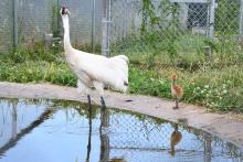 A whooping crane colt hatched May 26 at the Smithsonian Conservation Biology Institute in Front Royal, Virginia. A whooping crane chick stands next to an adult on the edge of a pool.