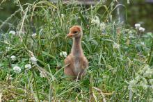 A whooping crane colt hatched May 26 at the Smithsonian Conservation Biology Institute in Front Royal, Virginia. A whooping crane chick standing in the grass.