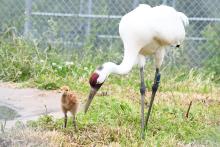 A whooping crane colt hatched May 26 at the Smithsonian Conservation Biology Institute in Front Royal, Virginia. A whooping crane chick stands next to its surrogate parent.