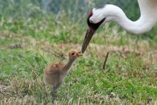 A whooping crane colt hatched May 26 at the Smithsonian Conservation Biology Institute in Front Royal, Virginia. A whooping crane chick receives a mealworm from its mother.