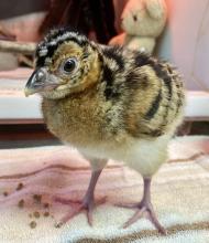 A female blue-billed curassow chick named Aluna hatched Aug. 5, 2022 at Smithsonian’s National Zoo and Conservation Biology Institute. A female blue-billed curassow chick named Aluna hatched Aug. 5, 2022 at Smithsonian’s National Zoo and Conservation Biology Institute.