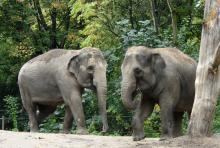 Asian elephants Trong Nhi (left) and Nhi Linh (right) in their habitat at the Rotterdam Zoo Oct. 13. After a more than 4,000-mile-long journey, they arrived at the Smithsonian’s National Zoo and Conservation Biology Institute in Washington, D.C., Nov. 6. Photo credit: Rotterdam Zoo. Asian elephants Trong Nhi and Nhi Linn