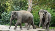 Asian elephants Nhi Linh (left) and Trong Nhi (right) in their habitat at the Rotterdam Zoo Oct. 13. They arrived at the Smithsonian’s National Zoo and Conservation Biology Institute in Washington, D.C., Nov. 6. Photo credit: Rotterdam Zoo Asian elephants Trong Nhi and Nhi Linn at Rotterdam Zoo.