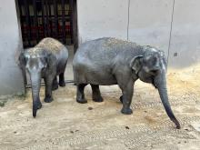 Nov. 7, 2022 | Asian elephants Nhi Linh (left) and Trong Nhi (right) explore their enclosure outside the Elephant Barn. Photo credit: Robbie Clark, Smithsonian's National Zoo and Conservation Biology Institute. Nov. 7, 2022 | Asian elephants Nhi Linh (left) and Tring Nhi (Right) explore their outdoor enclosure at Smithsonian's National Zoo and Conservation Biology Institute.