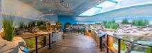 In the first of three walk-through aviaries, visitors will learn about shorebird migration in the Delaware Bay. In the first of three walk-through aviaries, visitors will learn about shorebird migration in the Delaware Bay.