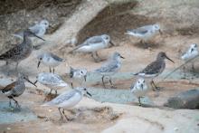 Shorebirds—including sanderling and dunlin—stroll on the beaches of the Delaware Bay aviary. Smithsonian’s National Zoo and Conservation Biology Institute visitors will be able to see these migratory birds up close at the renovated Bird House, which will open to the public Monday, March 13. Shorebirds—including sanderling and dunlin—stroll on the beaches of the Delaware Bay aviary. Smithsonian’s National Zoo and Conservation Biology Institute visitors will be able to see these migratory birds up close at the renovated Bird House, which will