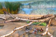 Ruddy ducks paddle in the Prairie Pothole aviary. Smithsonian’s National Zoo and Conservation Biology Institute visitors will be able to see these migratory birds up close at the renovated Bird House, which will open to the public Monday, March 13. Ruddy ducks paddle in the Prairie Pothole aviary.
