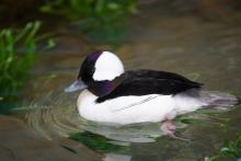 A male bufflehead paddles in the Prairie Pothole. A male bufflehead paddles in the Prairie Pothole aviary.