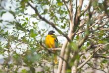 A Baltimore oriole in the Bird Friendly Coffee Farm aviary. A Baltimore oriole in the Bird Friendly Coffee Farm aviary.