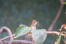 A wood thrush in the Bird Friendly Coffee Farm aviary. A wood thrush in the Bird Friendly Coffee Farm aviary.