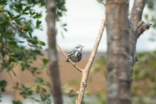 A black-and-white warbler sits in a tree in the Bird Friendly Coffee Farm aviary. Smithsonian’s National Zoo and Conservation Biology Institute visitors will be able to see these migratory birds up close at the renovated Bird House, which will open to the public Monday, March 13. A black-and-white warbler sits in a tree in the Bird Friendly Coffee Farm aviary.