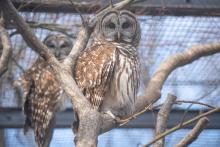 A pair of barred owls, a male named Edward and a female named Edwina, live in an outdoor habitat at the Bird House plateau. A pair of barred owls, a male named Edward and a female named Edwina, live in the outdoor exhibit at the Bird House plateau.