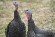 The outside habitats on the plateau feature charismatic favorites including standard bronze turkeys. The outside habitats on the plateau will feature charismatic favorites including standard bronze turkeys.