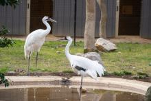 The outside habitats on the plateau feature charismatic favorites such as whooping cranes. The outside habitats on the plateau will feature charismatic favorites such as whooping cranes.
