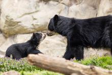 March 22, 2023 | Andean bear mother Brienne and her 4-month-old cub explore their outdoor habitat. Andean bear mother Brienne and her 4-month-old cub explore their outdoor habitat on March 22, 2023.