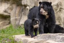 March 22, 2023 | Andean bear cub Ian and his mother, Brienne, explore their outdoor habitat. Andean bear cub Ian and his mother, Brienne, explore their outdoor habitat.