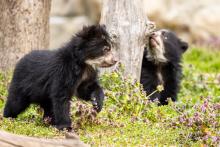 March 22, 2023 | Andean bear cubs Sean (left) and Ian explore their outdoor habitat. Andean bear cubs Sean (left) and Ian explore their outdoor habitat March 22, 2023.
