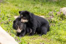 March 27, 2023 | Andean bear cubs Sean (left) and Ian explore their outdoor habitat. Andean bear cubs Sean (left) and Ian explore their outdoor habitat at Smithsonian's National Zoo.