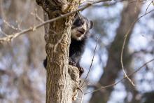 March 27, 2023 | Four-month-old Andean bear cub Ian climbs a tree in his outdoor habitat. Four-month-old Andean bear cub Ian climbs a tree in his outdoor habitat.
